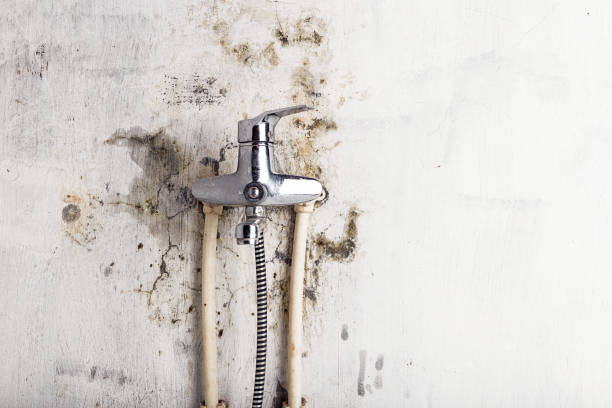 Professional Mold Remediation in Hammonton, NJ