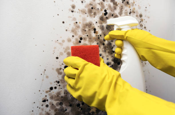 Best White Mold Remediation in Hammonton, NJ