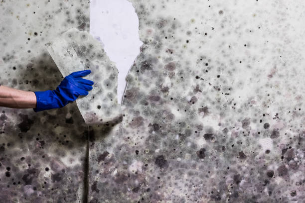 Best Basement Mold Remediation in Hammonton, NJ