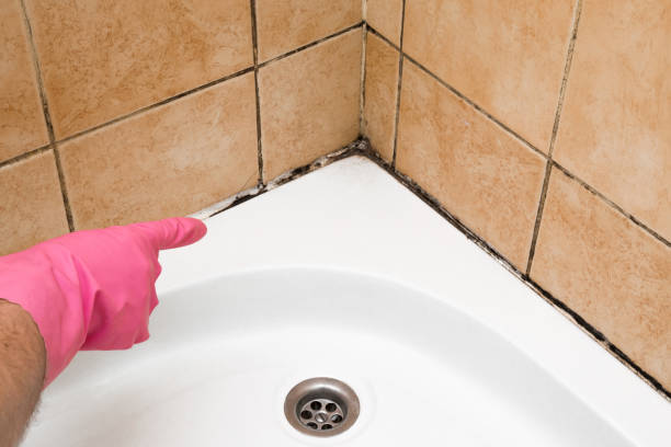 Best Mold Testing and Inspection Services in Hammonton, NJ